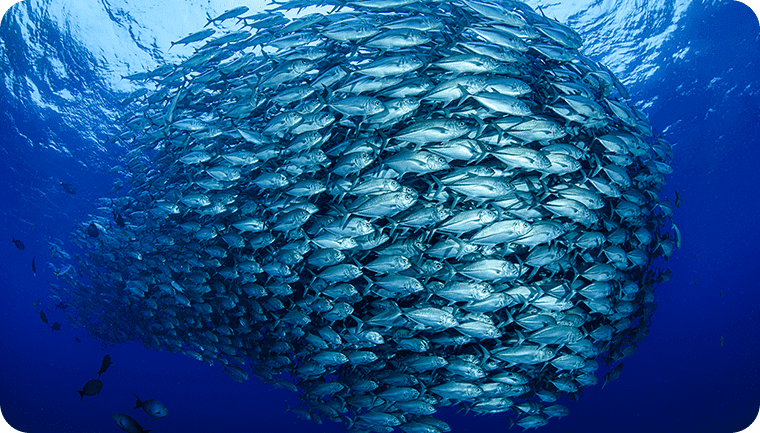 魚の群れイメージ
