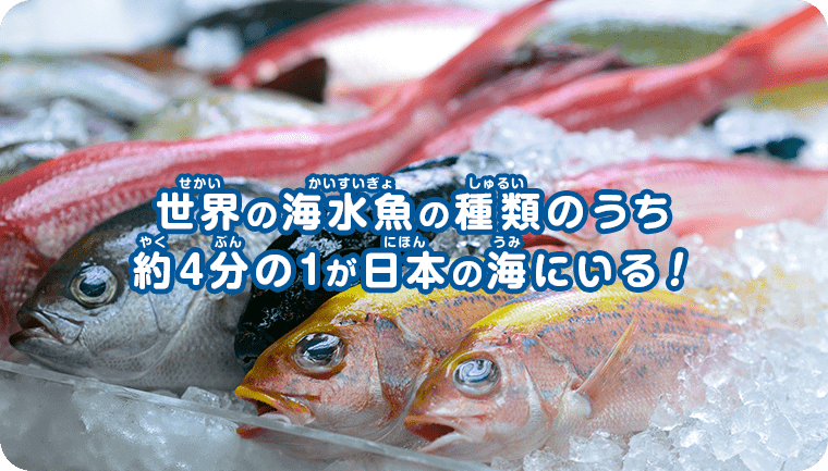 世界の海水魚の種類のうち約1/4が日本の海にいる！