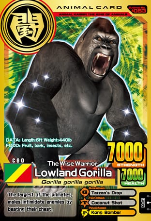 A053: Lowland Gorilla