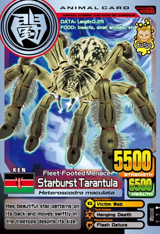 A056: Starburst Tarantula
