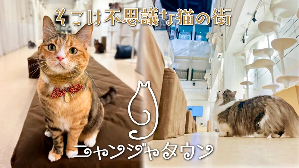 ニャンジャタウン