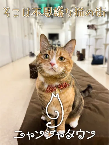 ニャンジャタウン