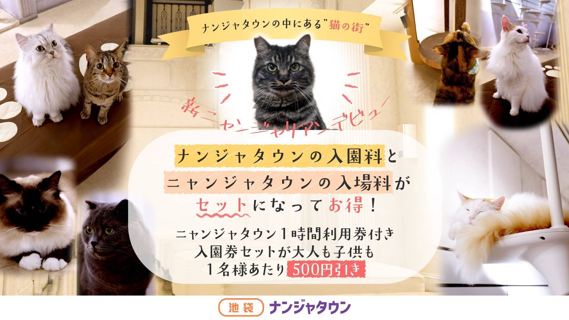 新猫ちゃんデビューキャンペーン！